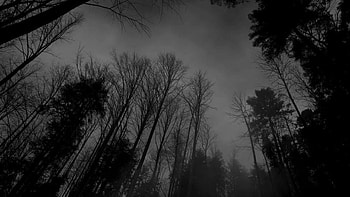 - Forest-black-white-dark-forest-.jpg – HD wallpaper