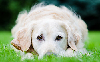 Animals, Grass, To Lie Down, Lie, Dog, Muzzle, Sight, Opinion HD wallpaper