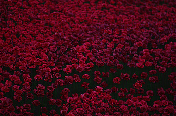 Flowers Bed , flowers, red HD wallpaper