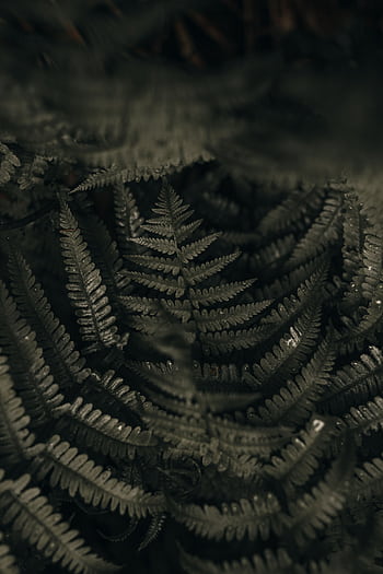 Close-up of lush fern leaves creating a dark green textured background. HD phone wallpaper