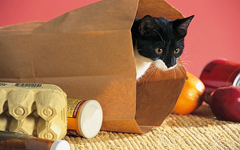 Animals, Food, Cat, Climb, Curiosity, Package, Packet HD wallpaper
