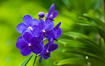 Flowers, Grass, Violet, Macro, Bright, Branch, Purple HD wallpaper