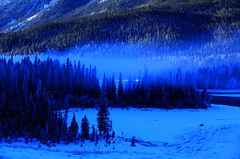 Nature, Trees, Snow, Forest, Fog, Spruce, Fir HD wallpaper