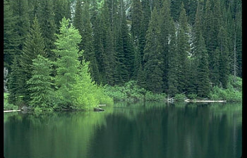 Landscape, Trees, Fir-Trees, Lakes HD wallpaper