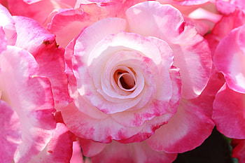Pink Roses, Flowers, Roses, Whiye, Pink HD wallpaper