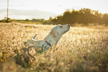 Animals, Grass, Dog, Muzzle, Stroll, Labrador, Sunlight HD wallpaper