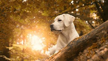 Labrador Retriever, Dog , Canine companion, Beautiful HD wallpaper