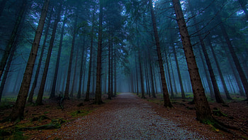Landscape, Trees, Roads HD wallpaper