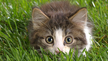 Animals, Grass, Kitty, Kitten, Eyes, Fright, Hunting, Hunt HD wallpaper