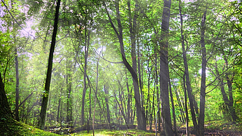 Landscape, Trees HD wallpaper