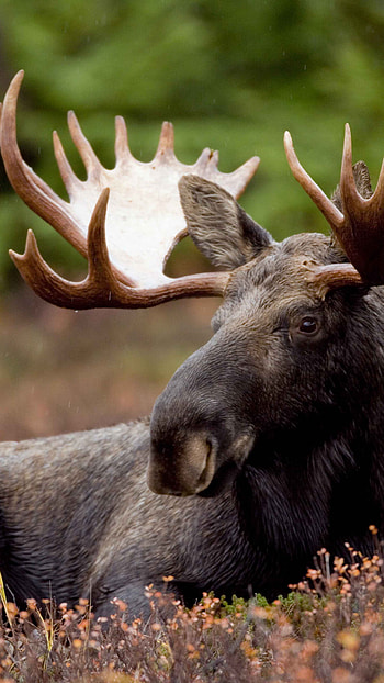 Moose, Bull moose capture, Mammal marvel, Diverse devices HD phone wallpaper