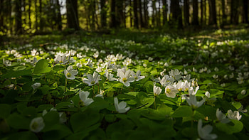White Anemone Flowers Green Leaves Plants Forest Background Flowers HD wallpaper