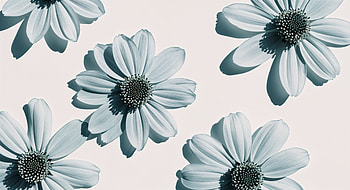 Floral Elegance, daisy, flower, close-up HD wallpaper