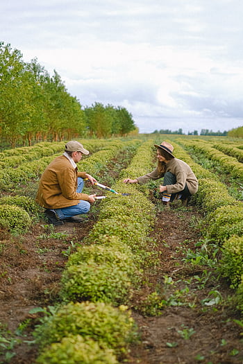 Two farmers working together in a lush green field harvesting crops. HD phone wallpaper