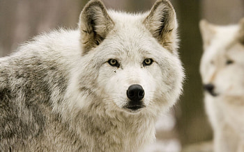 Animals, Wolfs HD wallpaper
