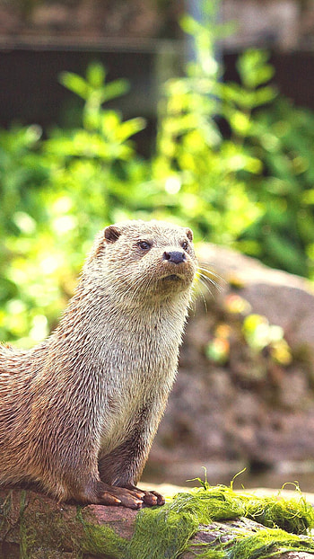 User-shared otter , Diverse otter selection, Community's otter appreciation, Contribute to the collection HD phone wallpaper