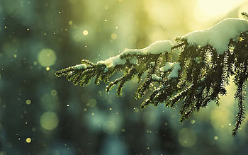 Plants, Trees, Snow, Fir-Trees HD wallpaper