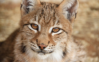 Animals, Iris, Sight, Opinion, Moustache, Mustache HD wallpaper