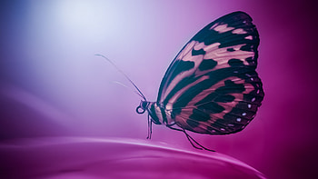 Butterfly Wings Macro, butterfly, macro, wings, graphy HD wallpaper