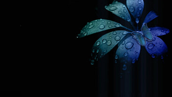 Butterfly on leaf, black, butterfly, drops, leaf, dark HD wallpaper