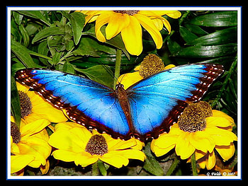 Spread my wings, wings, blue and black, butterfly, morpho, yellow flowers, beauty HD wallpaper