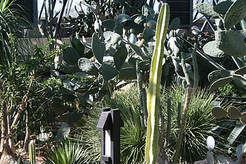 A remarkable day at Edmonton garden 38, pink, graphy, Flowers, garden, fruit, cactus HD wallpaper