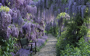 Wisteria, , Bench, Flower, Park, Path, Purple Flower, Spring HD wallpaper