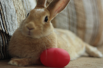 Poser, bunny, brown, rodent, rabbit HD wallpaper