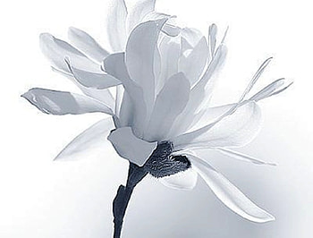 white flower, white, black, graphy, flowers, beauty HD wallpaper