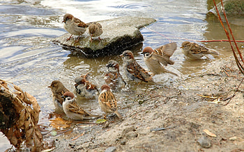 Animals, Birds, Rivers, Thirst, Sparrows HD wallpaper