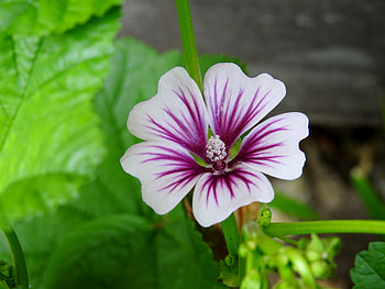 Macro Beauty, graphy, Summer, Nature, Flower, Butterfly Flower HD wallpaper