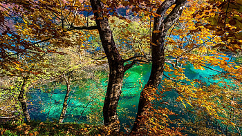 Autumn in Plitvicka jezera, Croatia, colors, trees, leaves, fall, landscape HD wallpaper