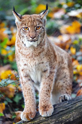 Animals, Iris, Brown, Predator, Big Cat, Sight, Opinion HD phone wallpaper