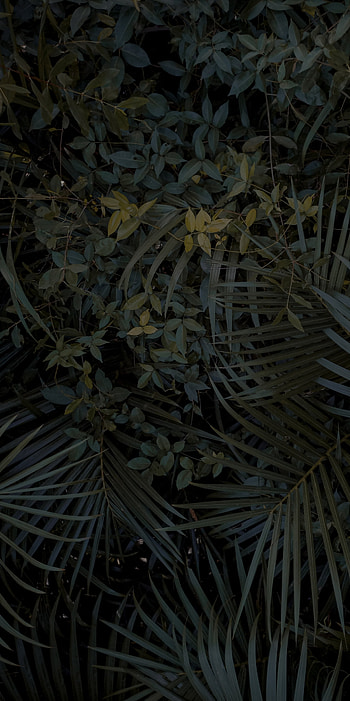 Black green grass, zing HD phone wallpaper