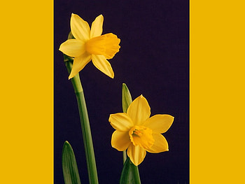 Yellow flowers, dark blue, nature, yellow, flower HD wallpaper