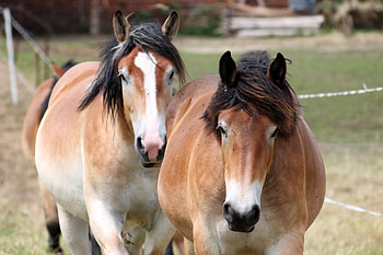 Animals, Horses, Couple, Pair, Mane HD wallpaper