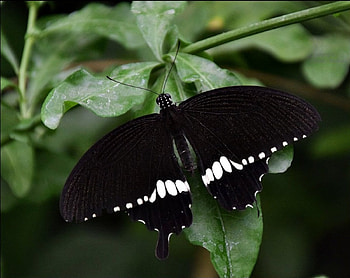 Butterfly on Green Leaves, animal, leaves, butterfly, green, insects HD wallpaper