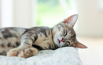 *** Cat ***, animal, cats, cat, animals HD wallpaper