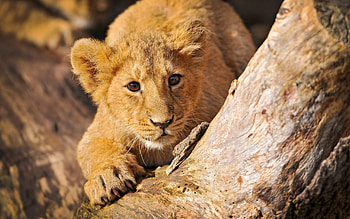 Animals, Lion, Hide, Crawl, Lion Cub, Self-Preservation, Lurk HD wallpaper