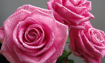 Friendship, wet, roses, drops, dew, water HD wallpaper
