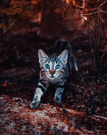 Animals, Cat, Kitty, Kitten, Striped, Nice, Sweetheart HD phone wallpaper