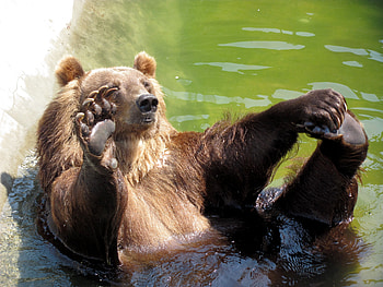 Animals, Water, Stones, Sit, Bear, Paw HD wallpaper