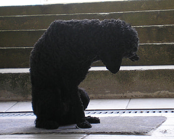 Dog poodle Szofi 4, dog, rtuszendi, poodle, szofi HD wallpaper
