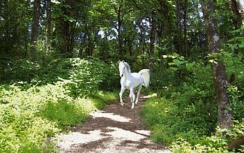 White horse on a Forest Path, dom, horse, path, green, trees, forest HD wallpaper