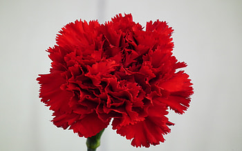 Red carnations, Dark beauty, Floral , Nature's masterpiece HD wallpaper