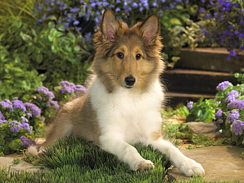 Animals, Dogs HD wallpaper