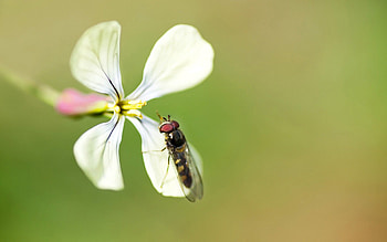 Background, Flower, Macro, Petals, Fly HD wallpaper