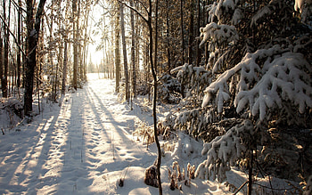 Winter, Nature, Snow, Forest HD wallpaper