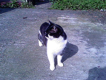 Looking Around, cats, looking, cute, watching HD wallpaper