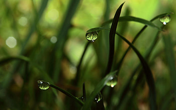 Grass, Drops, Macro, Shadow, Dew HD wallpaper